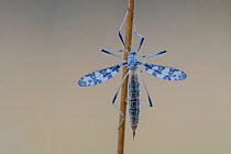 Cranefly (Idioptera linnei) Klein Schietveld, Brasschaat, Belgium, May.