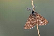Common heath moth (Ematurga atomaria) male, Klein Schietveld, Brasschaat, Belgium, June.
