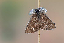 Common heath moth (Ematurga atomaria) male, Klein Schietveld, Brasschaat, Belgium, June.