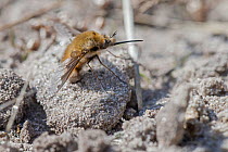 Beefly (Bombyllus major) on sand, Klein Schietveld, Brasschaat, Belgium, March.