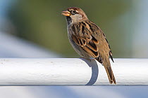 Spanish sparrow (Passer hispaniolensis) perched, Djerba, Tunisia