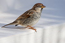 Spanish Sparrow (Passer hispaniolensis) perched, Djerba, Tunisia