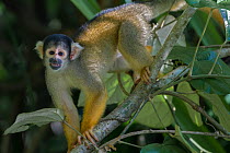 Black-capped squirrel monkey (Saimiri boliviensis peruviensis) in tree,  Madidi National Park, Bolivia