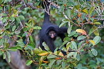 Black spider monkey (Ateles chamek) in tree, Madidi National Park, Bolivia