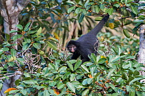 Black spider monkey (Ateles chamek) in tree, Madidi National Park, Bolivia