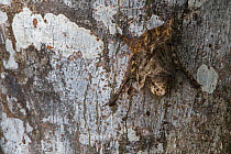 Proboscis bat (Rhynchonycteris naso) roosting on tree trunk, Madidi National Park, Bolivia