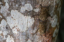 Proboscis bat (Rhynchonycteris naso) roosting on tree trunk, Madidi National Park, Bolivia