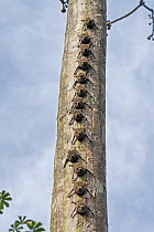 Proboscis Bat (Rhynchonycteris naso) group roosting on tree, Madidi National Park, Bolivia