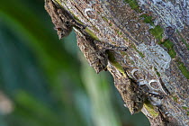 Proboscis bat (Rhynchonycteris naso) on tree, Madidi National Park, Bolivia
