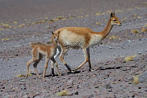 Vicuna (Vicugna vicugna) mother with young, Laguna Hedionda,  Altiplano, Bolivia