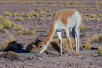 Vicuna (Vicugna vicugna) grazing, Quetena, Altiplano, Bolivia