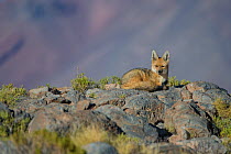 Andean fox (Pseudalopex culpaeus) Laguna Hedionda,  Altiplano, Bolivia