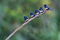 White-banded Swallow (Atticora fasciata) group of four, Madidi National Park, Bolivia