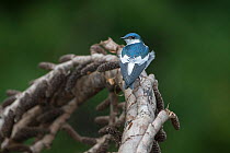 White-winged swallow (Tachycineta albiventer) Madidi National Park, Bolivia