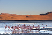 James&#39;s flamingo (Phoenicoparrus jamesi) flock on the shore of Laguna Colorada / Reserva Eduardo Avaroa, Altiplano, Bolivia