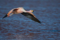 James's flamingo (Phoenicoparrus jamesi) flying over in flight over Laguna Colorada, Reserva Eduardo Avaroa, Altiplano, Bolivia