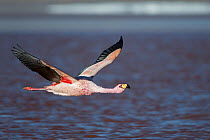 James's flamingo (Phoenicoparrus jamesi) flying over in flight, Laguna Colorada, Reserva Eduardo Avaroa, Altiplano, Bolivia