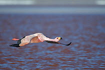 James's flamingo (Phoenicoparrus jamesi) flying over Laguna Colorada / Reserva Eduardo Avaroa, Altiplano, Bolivia