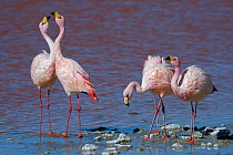 James's flamingo (Phoenicoparrus jamesi) Laguna Colorada / Reserva Eduardo Avaroa, Altiplano, Bolivia