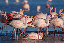 James's flamingo (Phoenicoparrus jamesi) flock on the shore of Laguna Colorada / Reserva Eduardo Avaroa, Altiplano, Bolivia