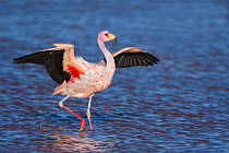 James&#39;s flamingo (Phoenicoparrus jamesi) walking with wings outstreched Laguna Colorada / Reserva Eduardo Avaroa, Altiplano, Bolivia