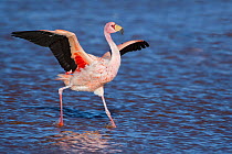 James's flamingo (Phoenicoparrus jamesi) walking with wings outstreched Laguna Colorada / Reserva Eduardo Avaroa, Altiplano, Bolivia