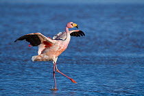 James's flamingo (Phoenicoparrus jamesi) walking with wings outstreched Laguna Colorada / Reserva Eduardo Avaroa, Altiplano, Bolivia