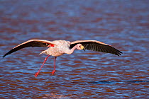 James's flamingo (Phoenicoparrus jamesi) taking off, Laguna Colorada / Reserva Eduardo Avaroa, Altiplano, Bolivia