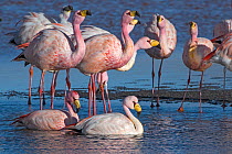 James&#39;s flamingo (Phoenicoparrus jamesi) flock on the shore of Laguna Colorada / Reserva Eduardo Avaroa, Altiplano, Bolivia