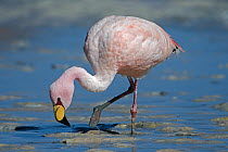 James's flamingo (Phoenicoparrus jamesi) feeding on shore, Laguna Hedionda,  feeding on shore Altiplano, Bolivia