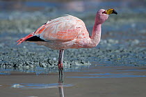 James's flamingo (Phoenicoparrus jamesi) Laguna Hedionda,  Altiplano, Bolivia