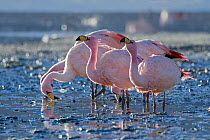 James's flamingo (Phoenicoparrus jamesi) feeding on shore Laguna Hedionda, Altiplano, Bolivia