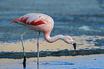 Chilean flamingo (Phoenicopterus chilensis) Laguna Canapa, Altiplano, Bolivia