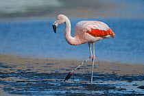 Chilean flamingo (Phoenicopterus chilensis) Laguna Canapa, Altiplano, Bolivia