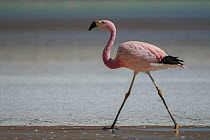 Andean flamingo (Phoenicoparrus andinus) walking on shore Laguna Hedionda,  Altiplano, Bolivia
