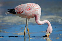 Andean flamingo (Phoenicoparrus andinus) feeding on shore Laguna Hedionda, Altiplano, Bolivia