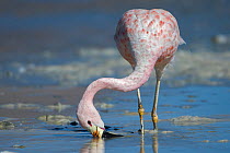 Andean flamingo (Phoenicoparrus andinus) feeding on shore, Laguna Hedionda,  Altiplano, Bolivia