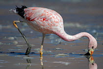 Andean flamingo (Phoenicoparrus andinus) feeding on shore, Laguna Hedionda, Altiplano, Bolivia