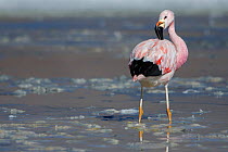Andean flamingo (Phoenicoparrus andinus) grooming on the shore of Laguna Hedionda, Altiplano, Bolivia