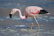 Andean flamingo (Phoenicoparrus andinus) foraging on the shore of Laguna Hedionda,   Altiplano, Bolivia