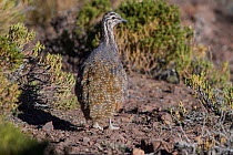 Puna tinamou (Tinamotis pentlandii) Quetena, Altiplano, Bolivia