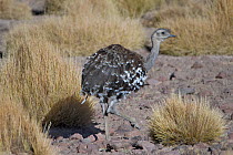 Lesser rhea (Pterocnemia pennata) Quetena, Altiplano, Bolivia