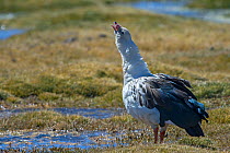 Andean Goose(Chloephaga melanoptera) calling,  Quetena, Altiplano, Bolivia