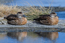 Crested duck (Anas specularioides) two resting on shore of  Laguna Canapa, Altiplano, Bolivia