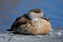 Crested Duck (Anas specularioides)  Laguna Canapa, Altiplano, Bolivia
