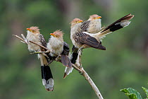 Guira cuckoo (Guira guira) group of four, between Samaipata and St Cruz, Bolivia