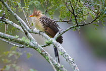 Guira cuckoo (Guira guira) perched in tree, St Cruz, Bolivia