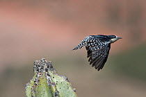 White-fronted woodpecker (Melanerpes cactorum) taking off from cactus,  Red-fronted Macaw Community Nature Reserve, Omerque, Bolivia