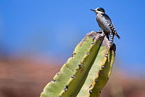 White-fronted woodpecker (Melanerpes cactorum) perched on cactus,  Red-fronted Macaw Community Nature Reserve, Omerque, Bolivia