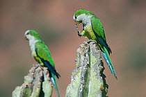 Cliff parakeets  (Myiopsitta luchsi) perched on cactus, Red-fronted Macaw Community Nature Reserve, Omerque, Bolivia